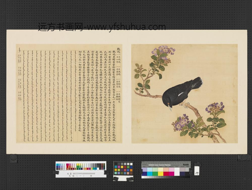 鸟谱（一）册鸜鹆