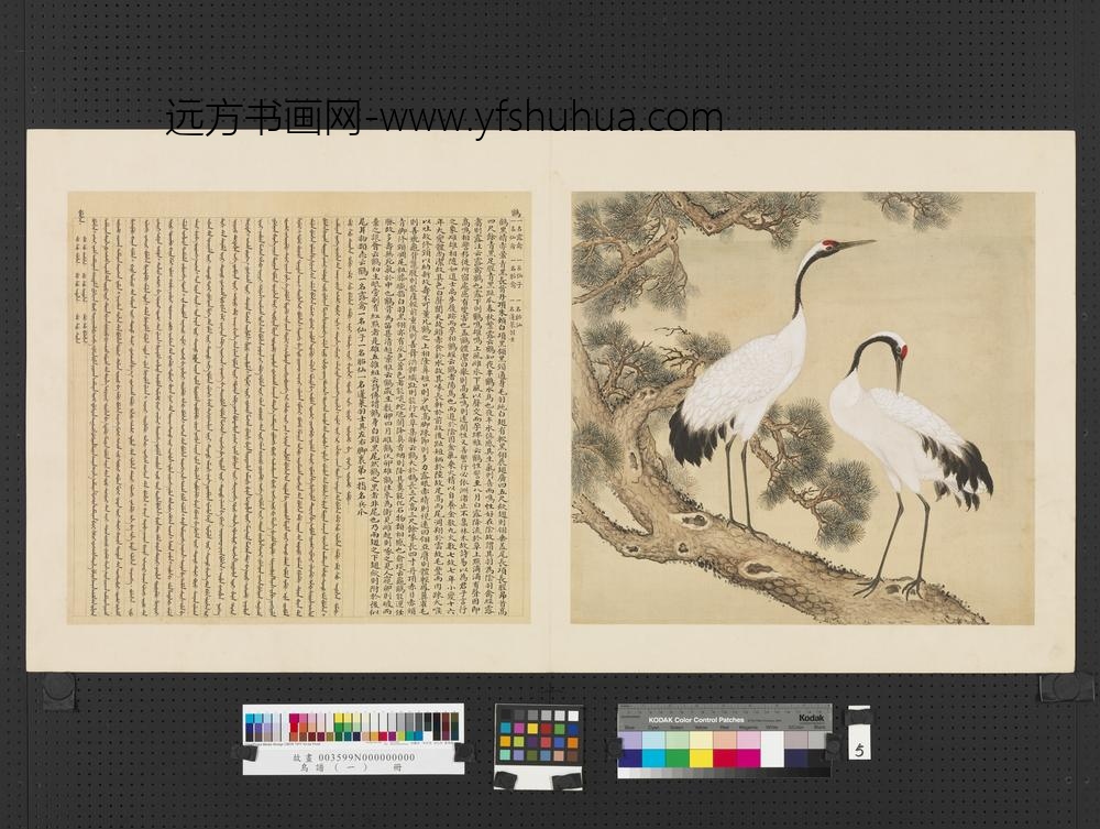 鸟谱（一）册鹤