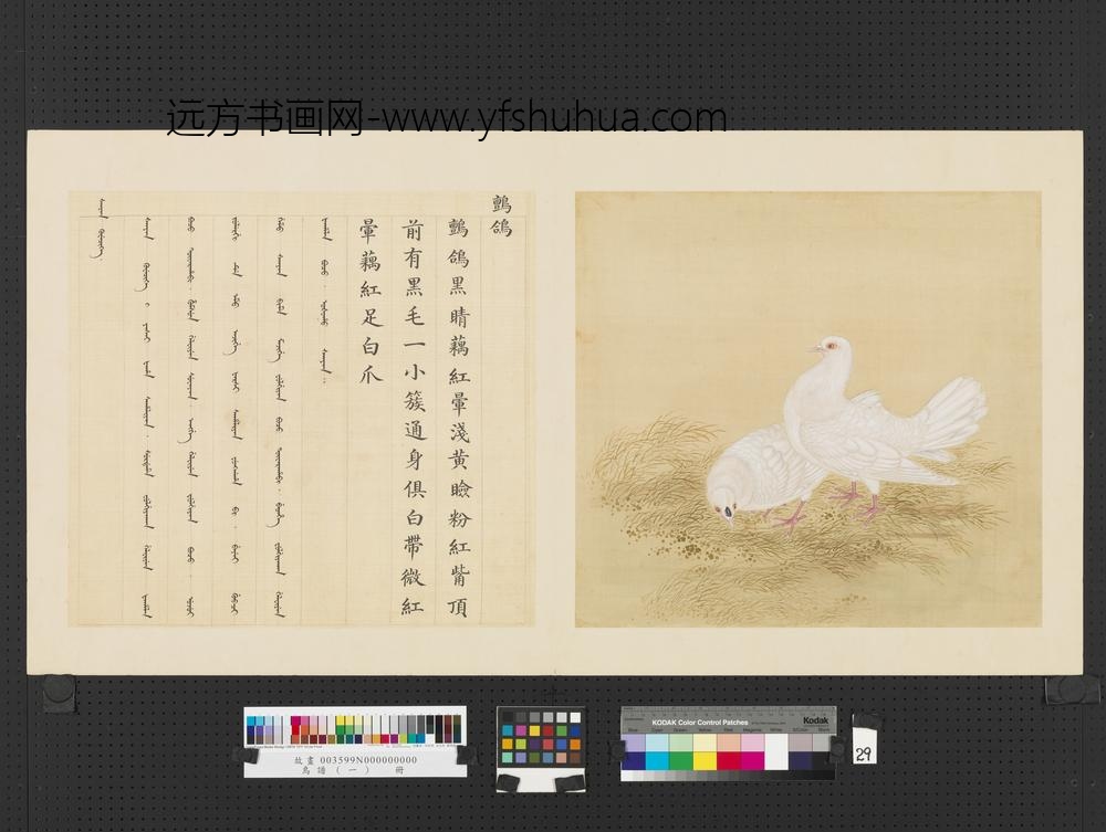 鸟谱（一）册鹯鸽