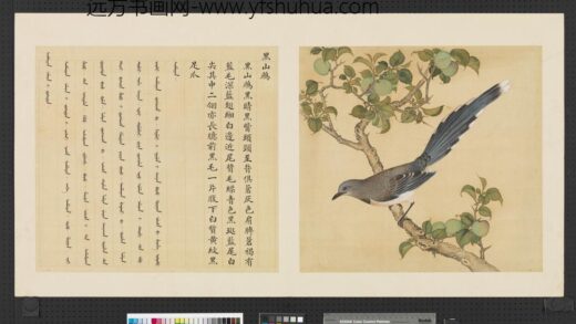 鸟谱（一）册黑山鹧.jpg