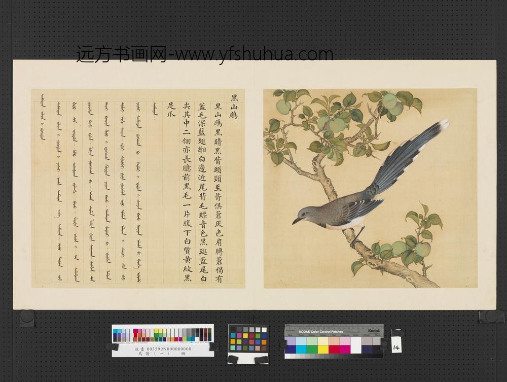 鸟谱（一）册黑山鹧