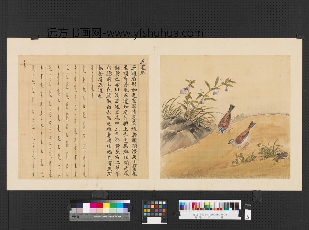 鸟谱（三）册五道眉