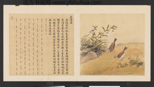鸟谱（三）册五道眉.jpg