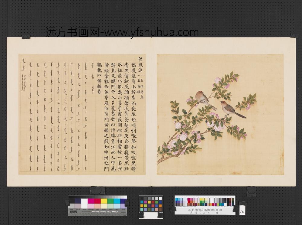 鸟谱（三）册侣凤逑