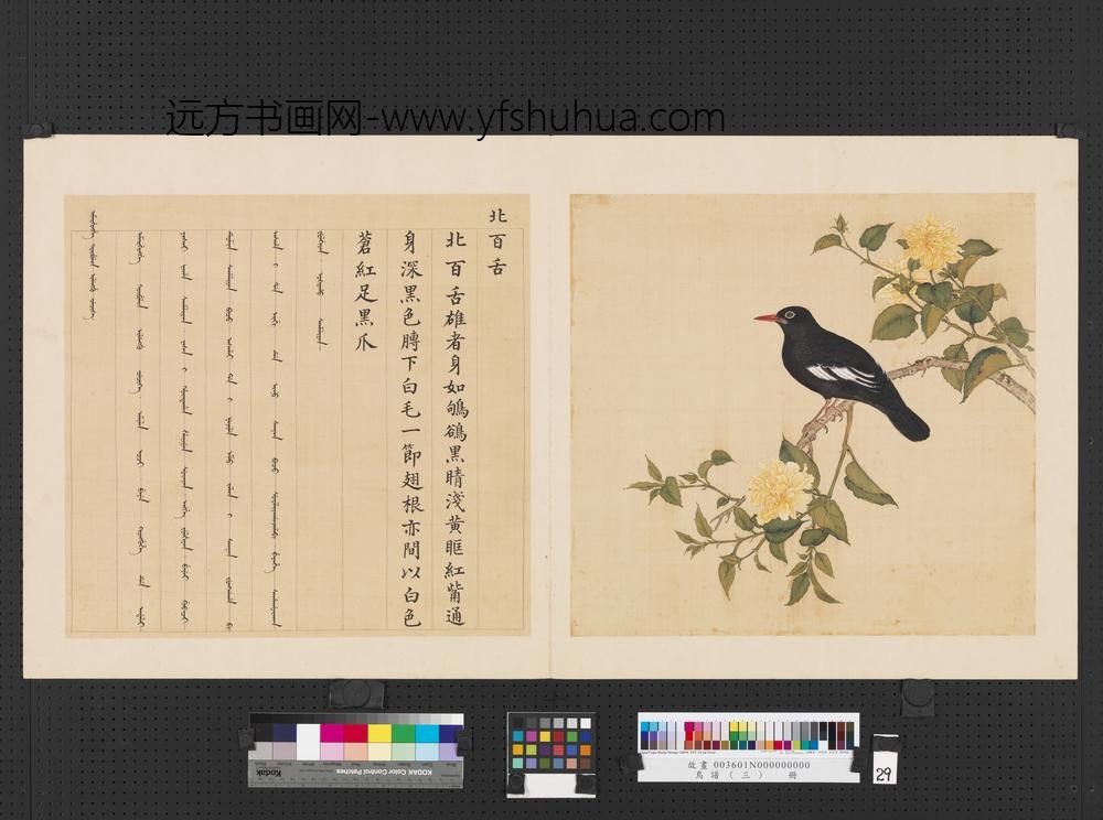 鸟谱（三）册北百舌