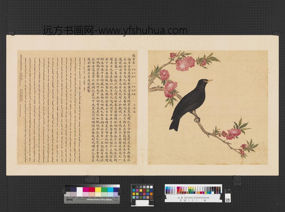 鸟谱（三）册南百舌