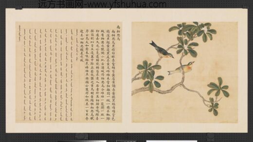 鸟谱（三）册南相思鸟.jpg