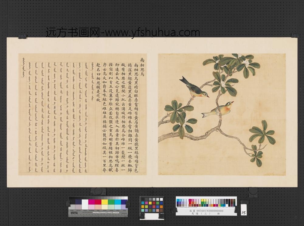 鸟谱（三）册南相思鸟