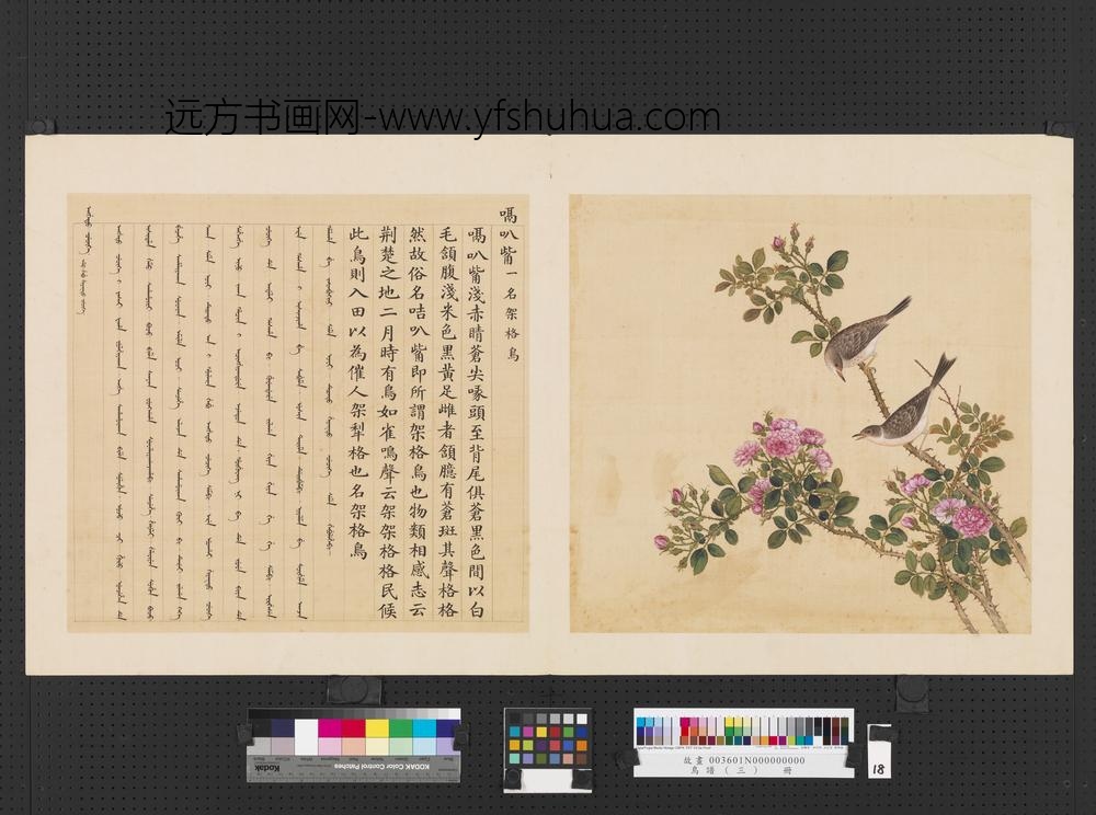 鸟谱（三）册嗝叭嘴