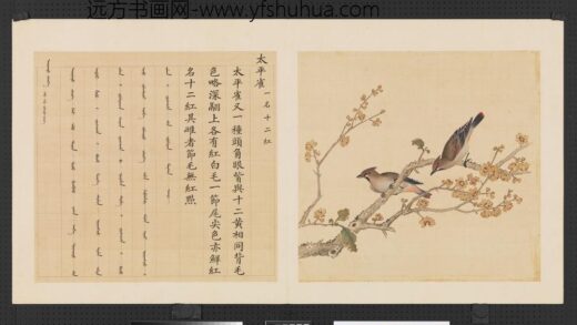 鸟谱（三）册太平雀.jpg