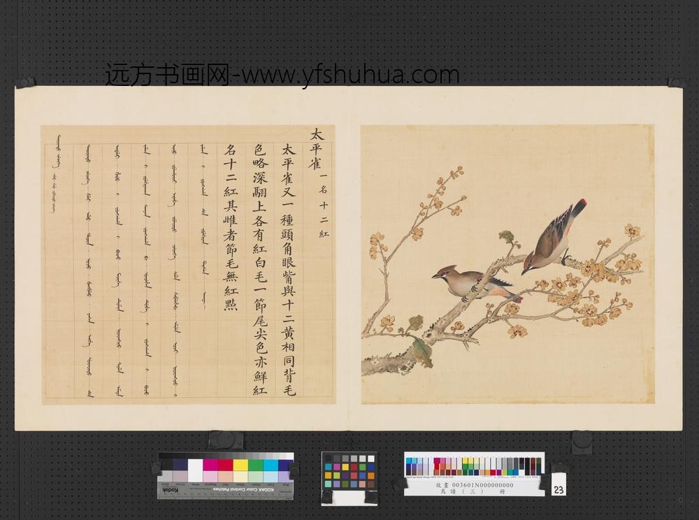 鸟谱（三）册太平雀