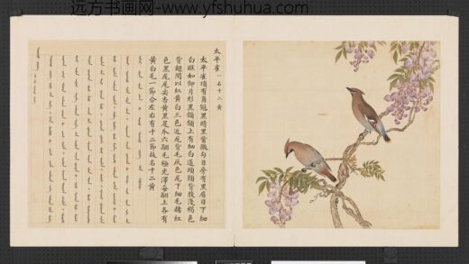 鸟谱（三）册太平雀.jpg