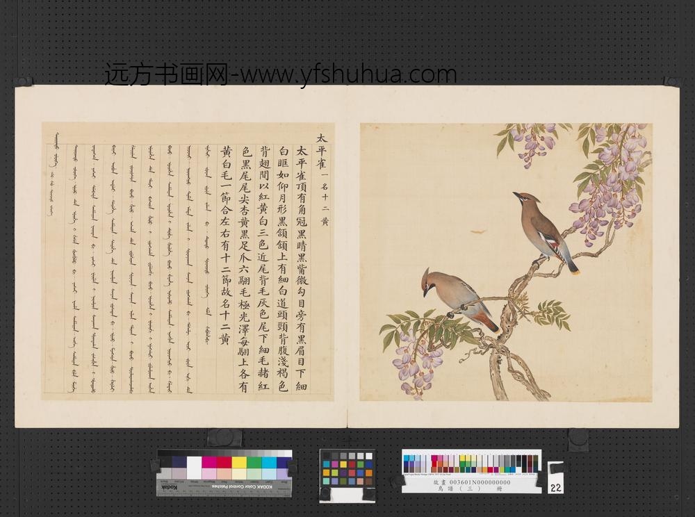 鸟谱（三）册太平雀