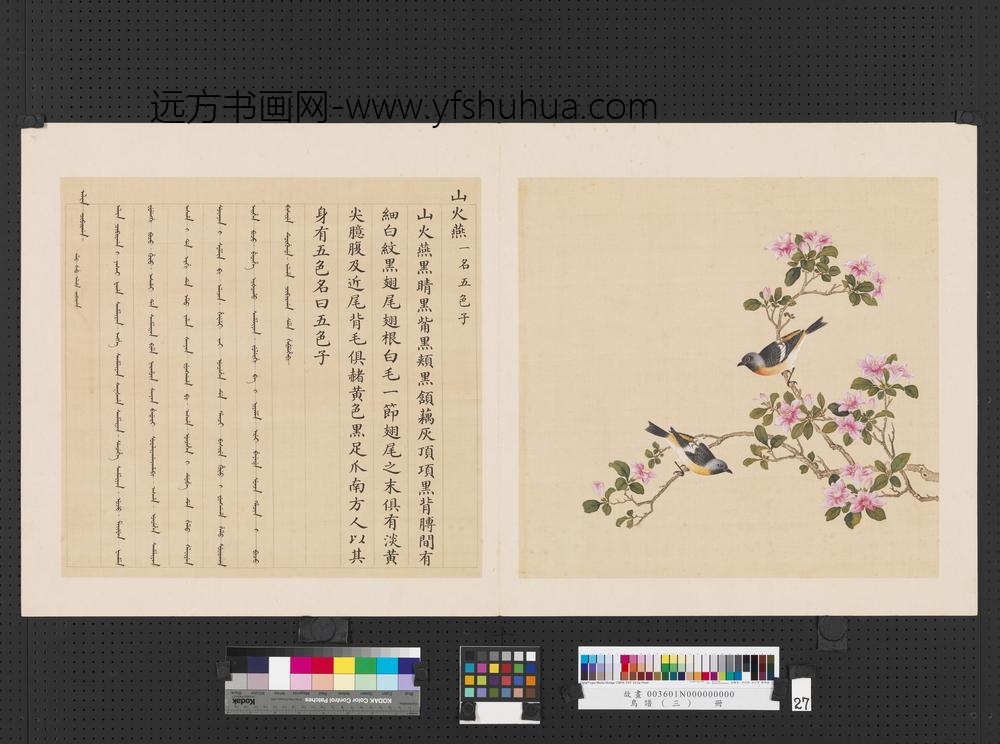 鸟谱（三）册山火燕