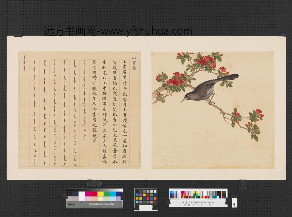 鸟谱（三）册山画眉