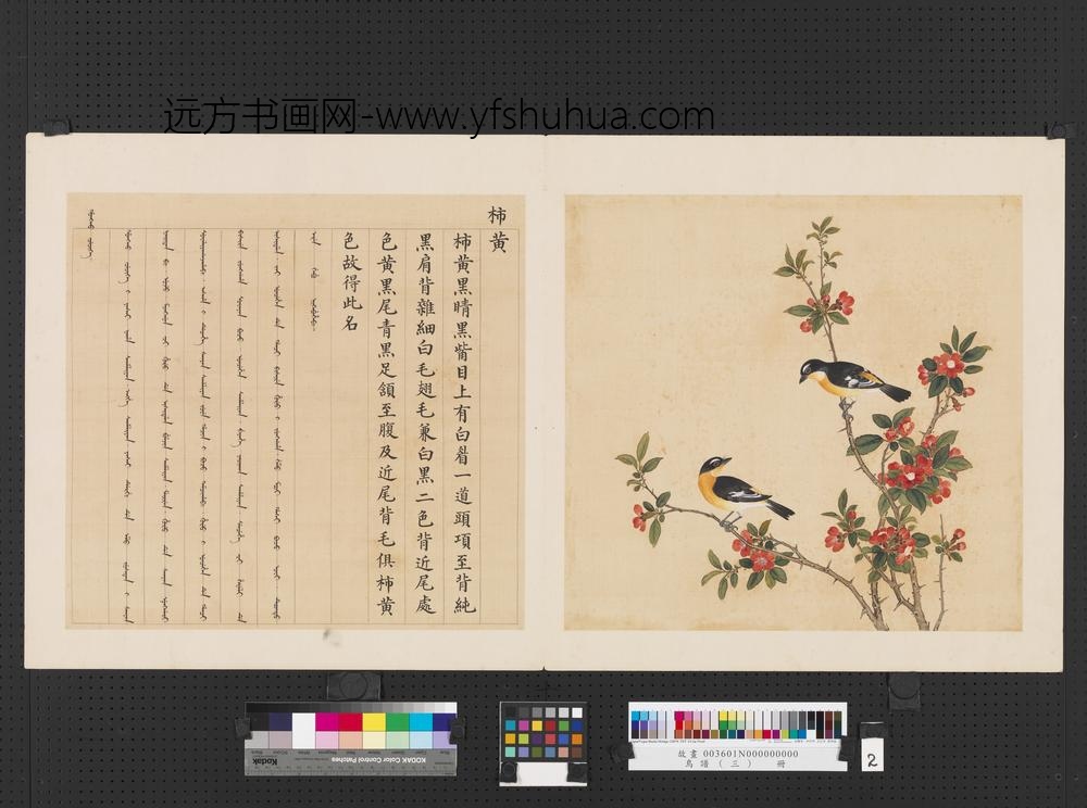 鸟谱（三）册柿黄