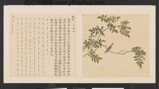 鸟谱（三）册槐串.jpg