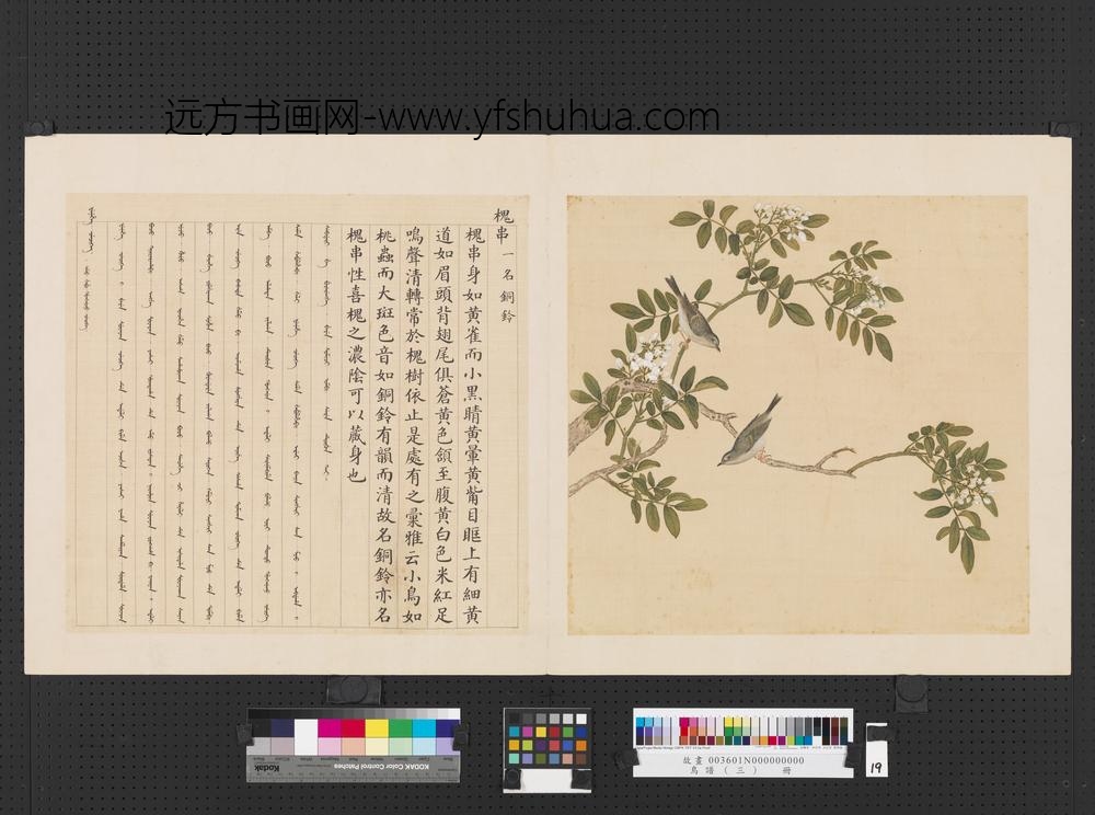 鸟谱（三）册槐串