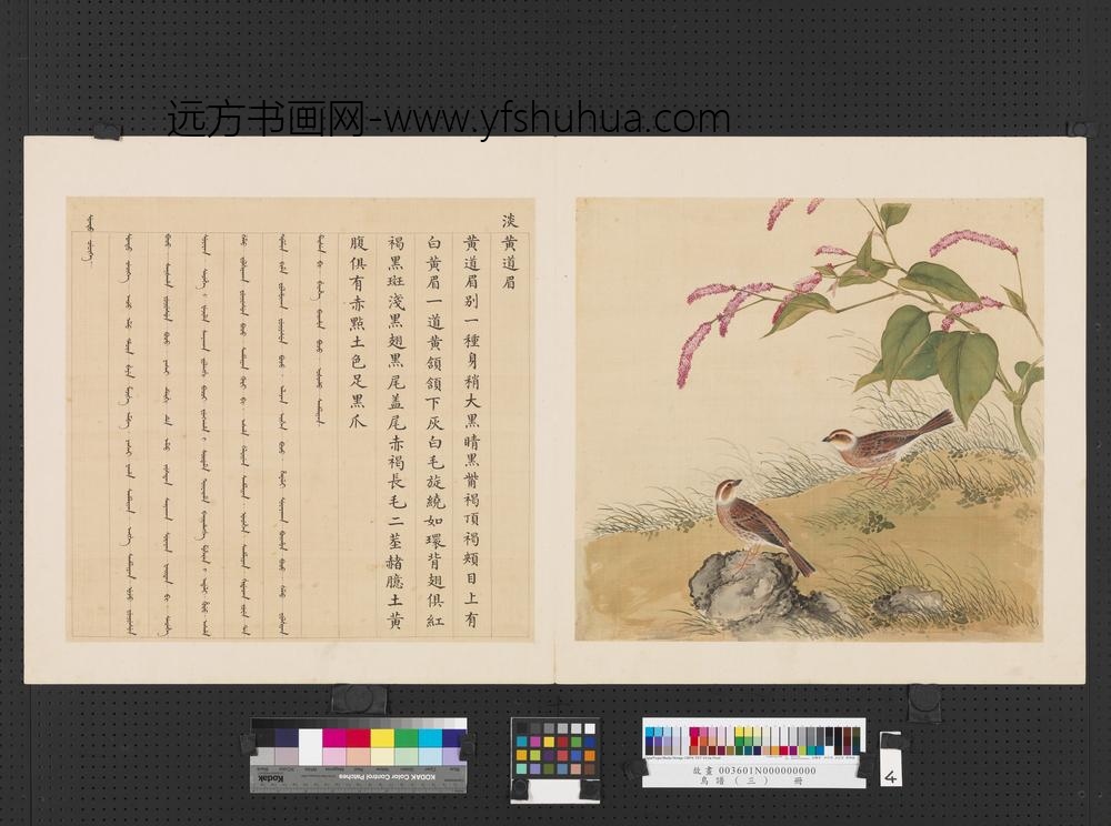 鸟谱（三）册淡黄道眉