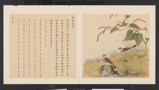 鸟谱（三）册淡黄道眉.jpg