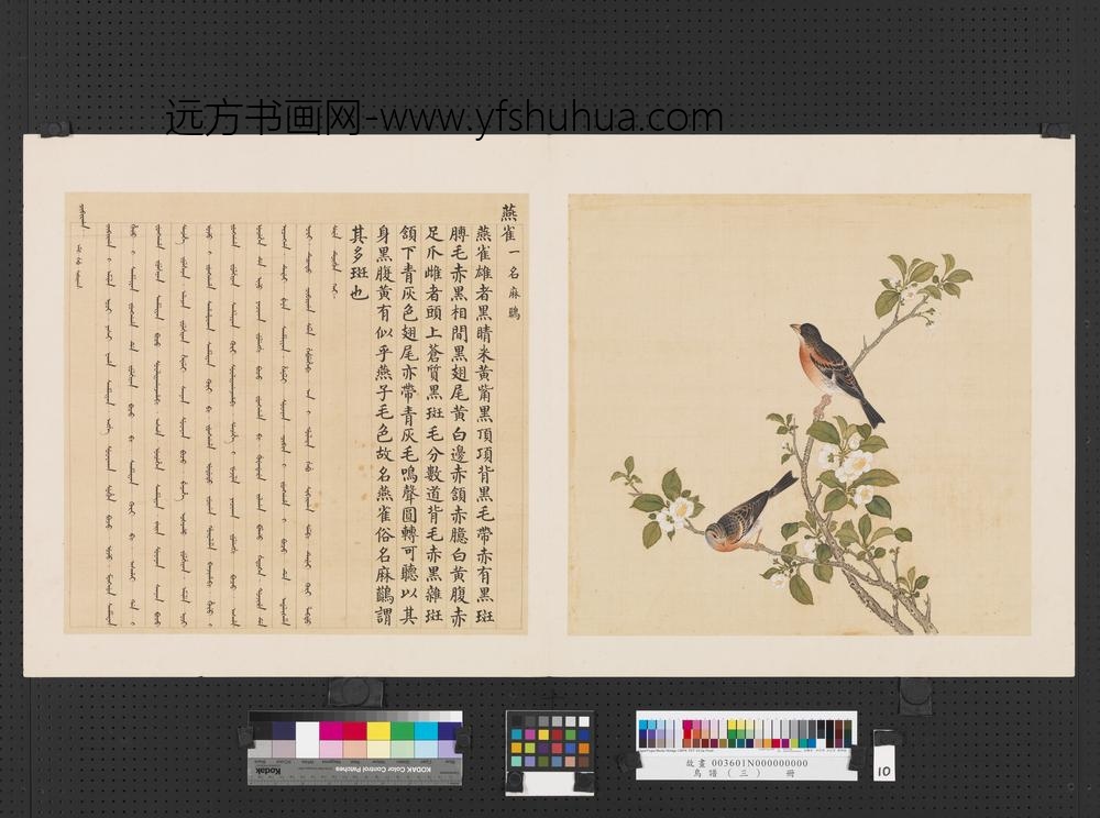 鸟谱（三）册燕雀