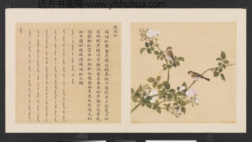 鸟谱（三）册珠顶红.jpg