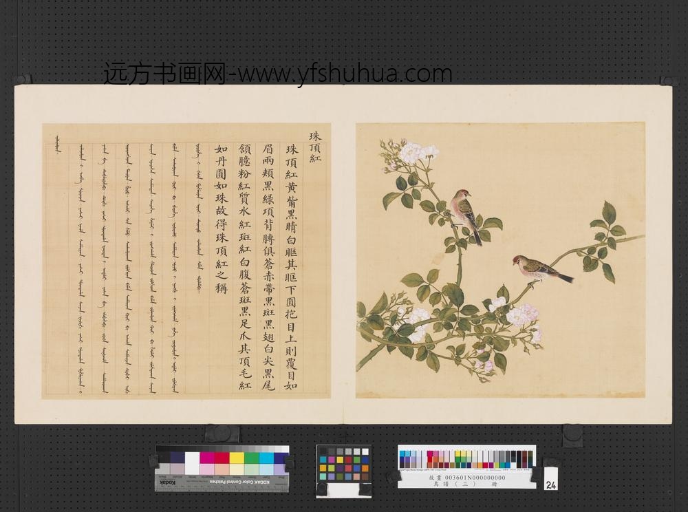 鸟谱（三）册珠顶红