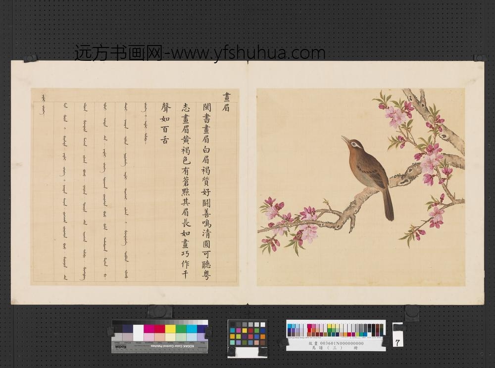 鸟谱（三）册画眉