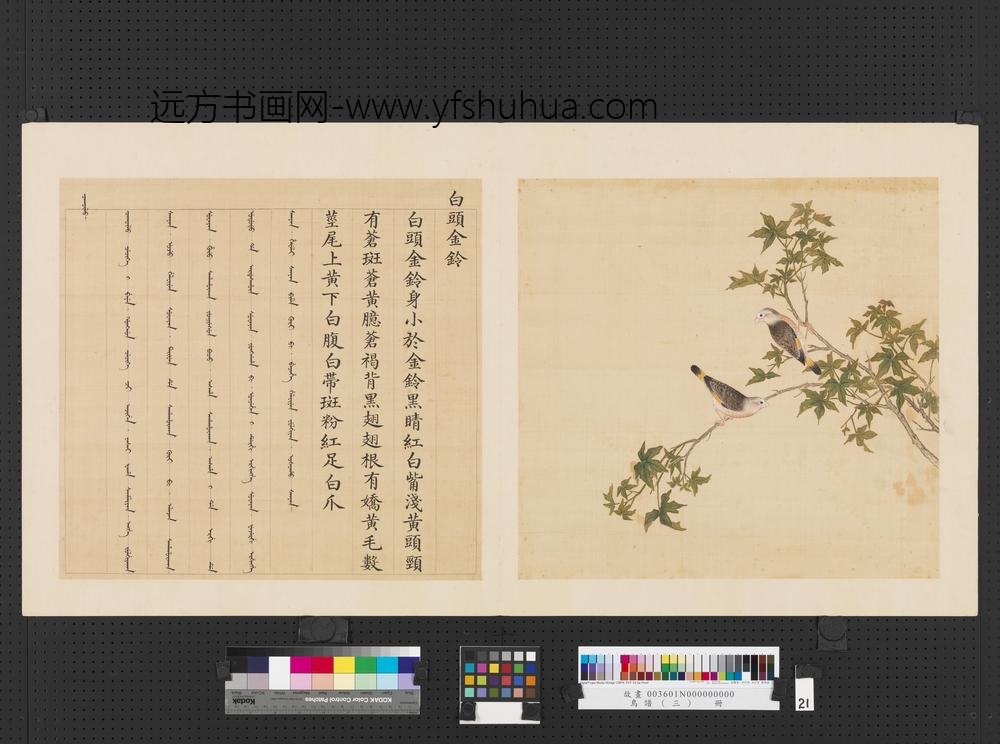 鸟谱（三）册白头金铃