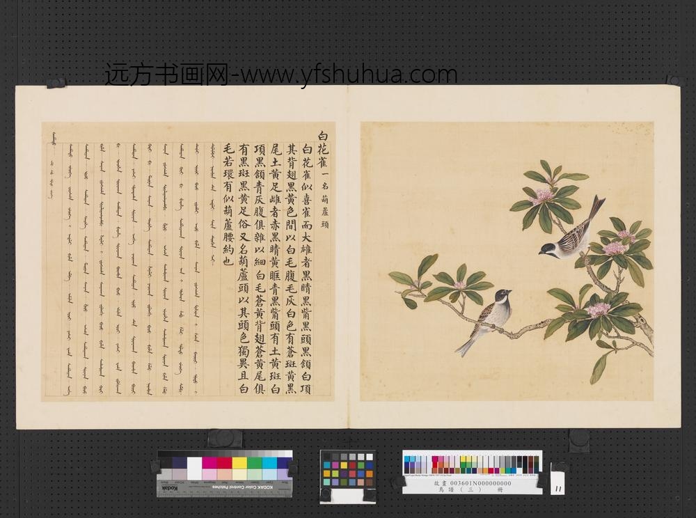 鸟谱（三）册白花雀