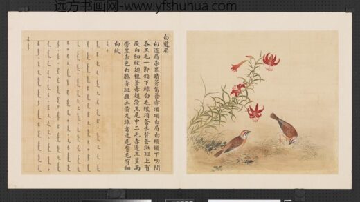 鸟谱（三）册白道眉.jpg