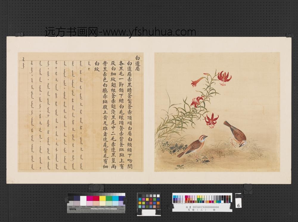 鸟谱（三）册白道眉