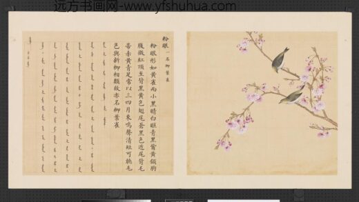 鸟谱（三）册粉眼.jpg