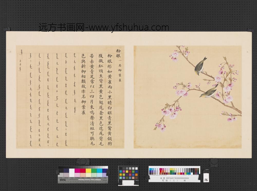 鸟谱（三）册粉眼