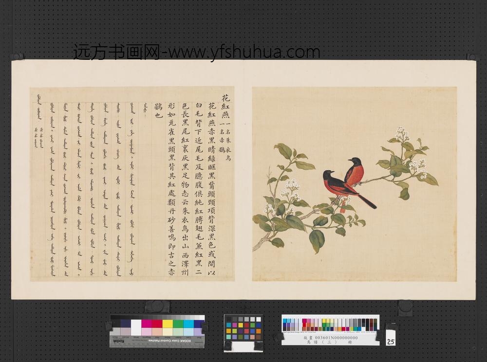 鸟谱（三）册花红燕