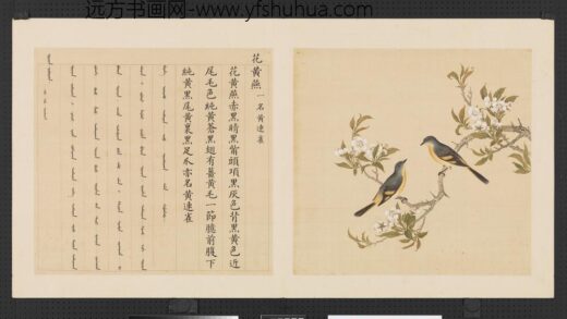 鸟谱（三）册花黄燕.jpg