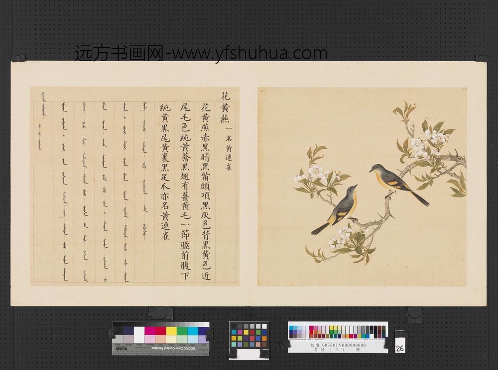 鸟谱（三）册花黄燕