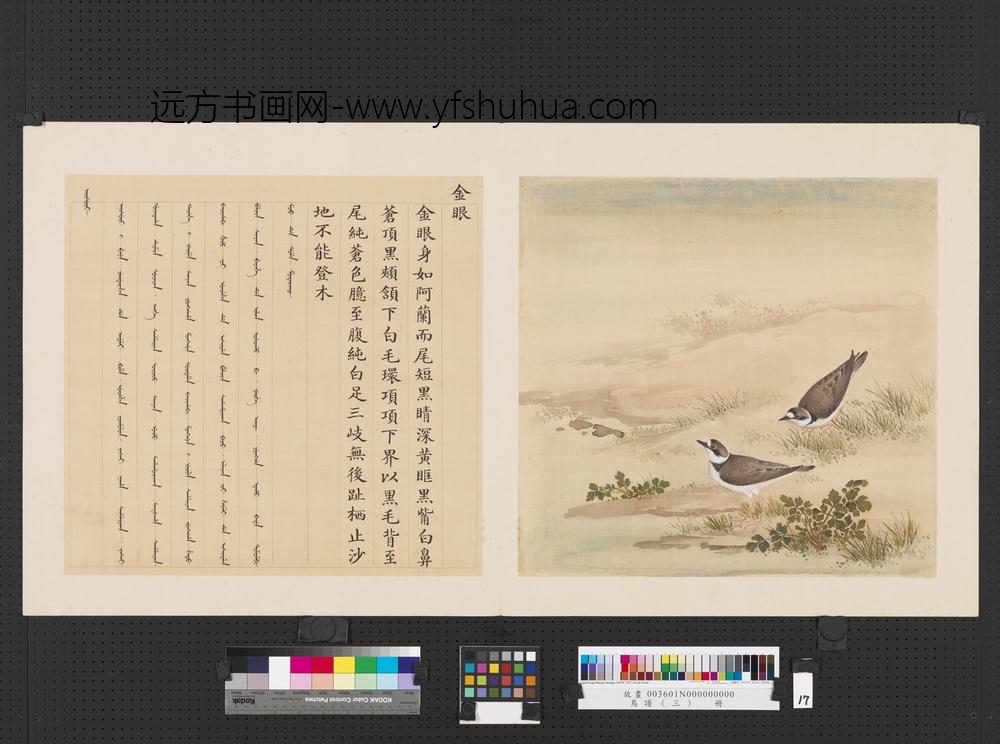 鸟谱（三）册金眼