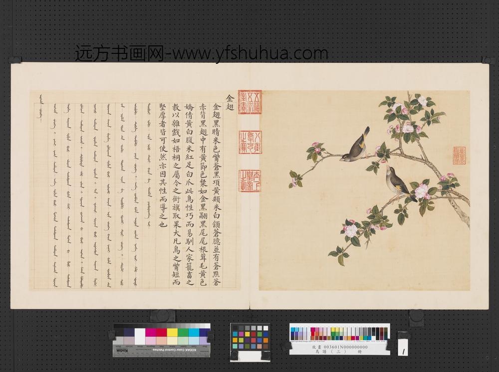 鸟谱（三）册金翅