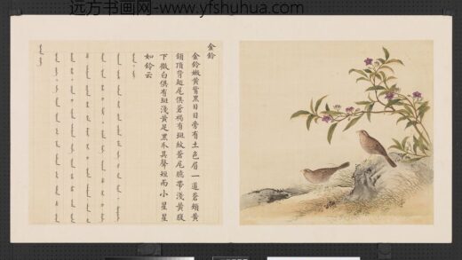 鸟谱（三）册金铃.jpg