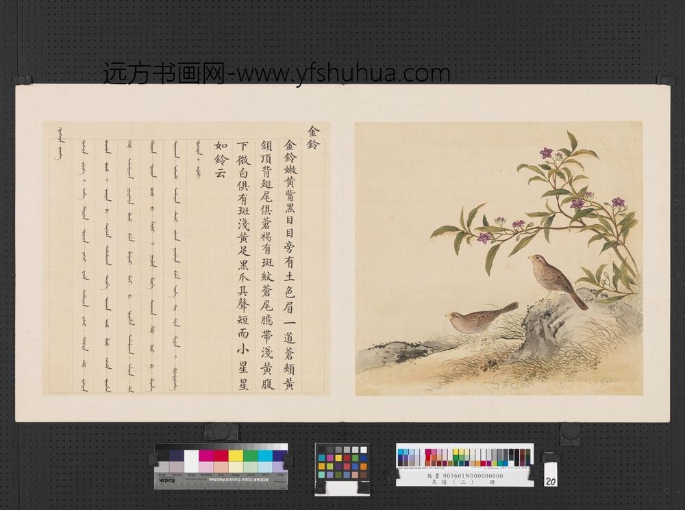 鸟谱（三）册金铃