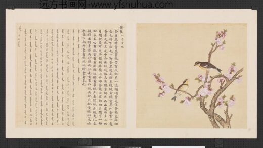鸟谱（三）册金雀.jpg
