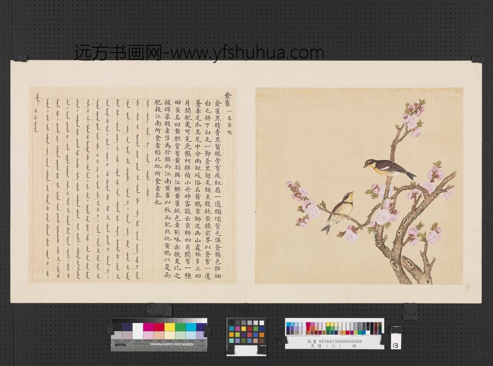 鸟谱（三）册金雀