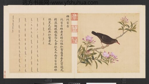 鸟谱（三）册雌北百舌.jpg