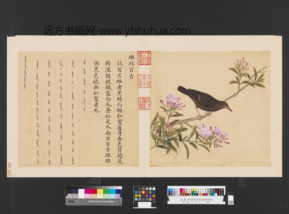 鸟谱（三）册雌北百舌