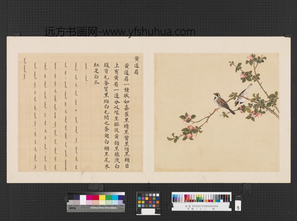 鸟谱（三）册黄道眉