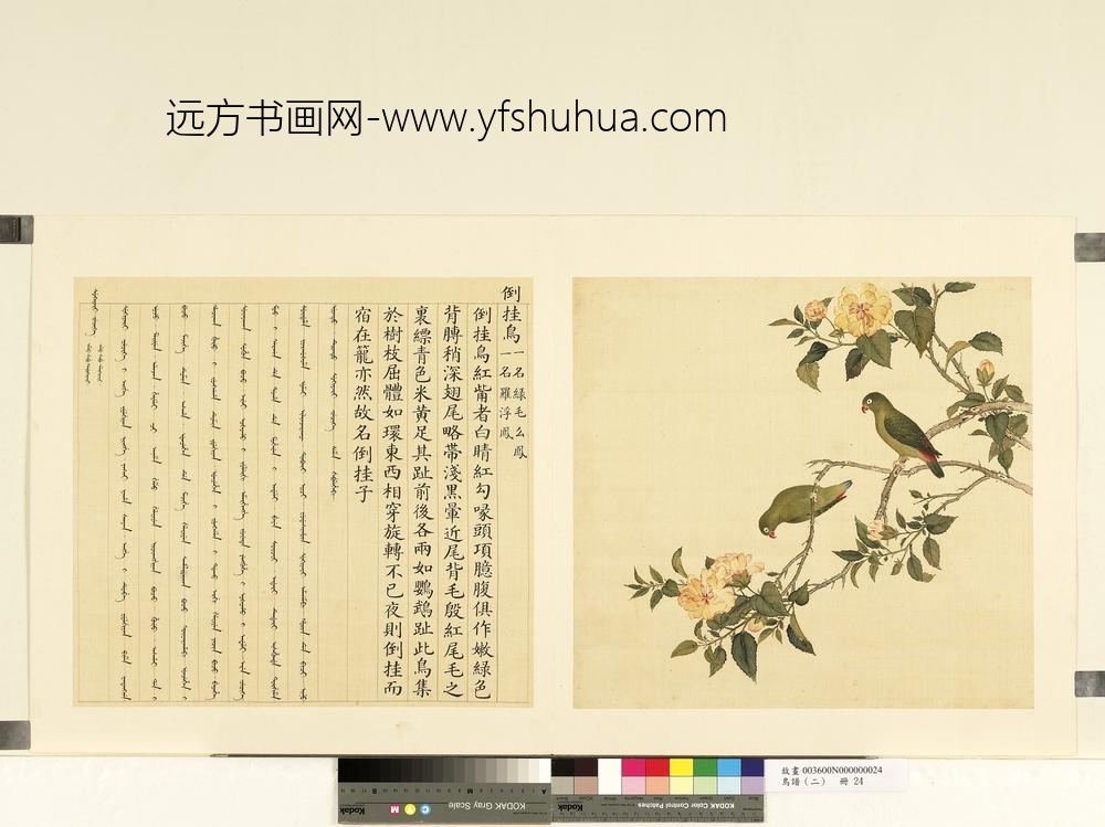 鸟谱（二）册倒挂鸟