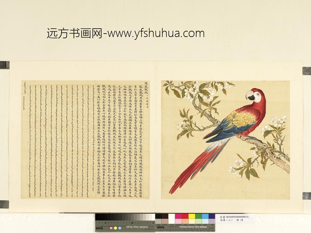 鸟谱（二）册凤凰鹦鹉