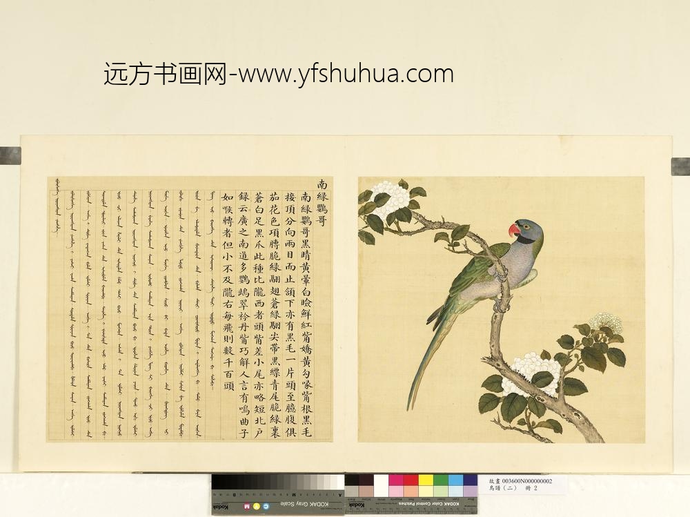 鸟谱（二）册南绿鹦哥