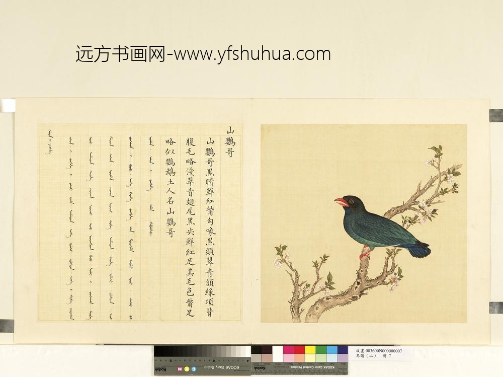 鸟谱（二）册山鹦哥